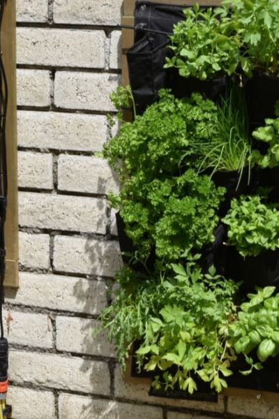 plants on the brick wall