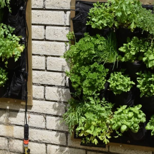 plants on the brick wall