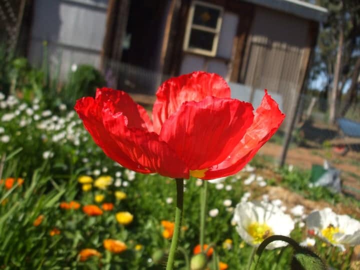 poppy garden