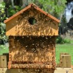 populated beehive