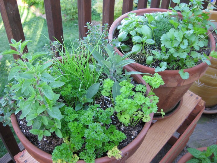 potted herb garden