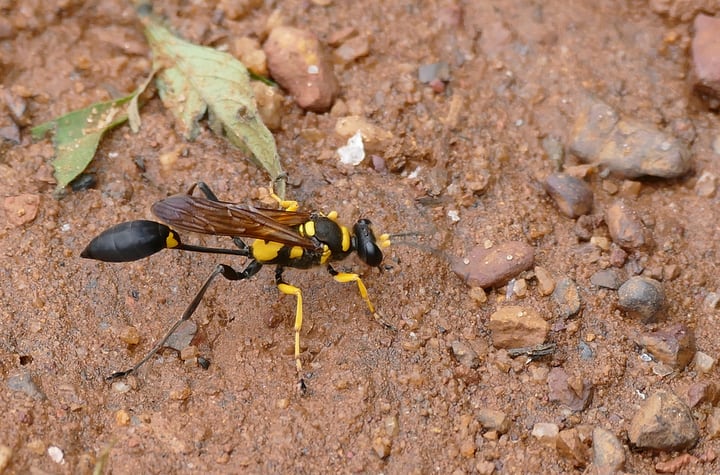 potter wasps