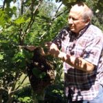 professional beekeeper catching swarming bees without gear