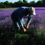 pruning lavender plants