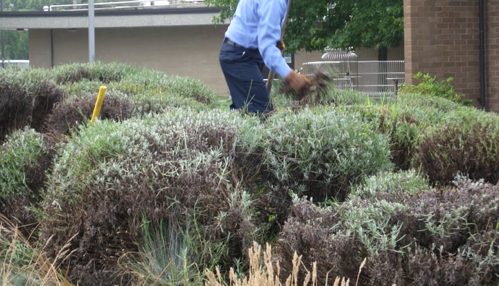 pruning lavender plants