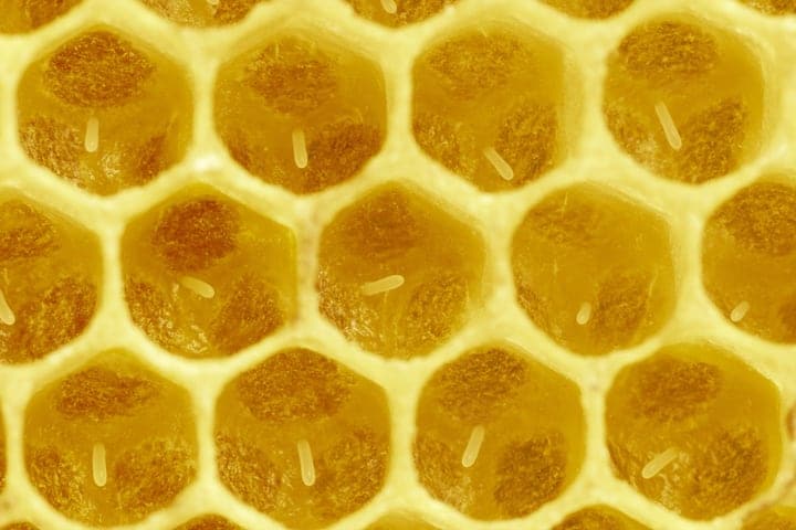 queen bee eggs in honeycomb