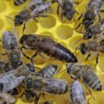 queen bee in honeycomb