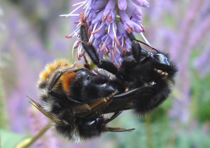 queen bee mating flight