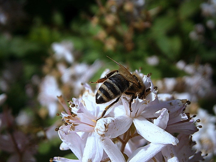 queen bee on flowers