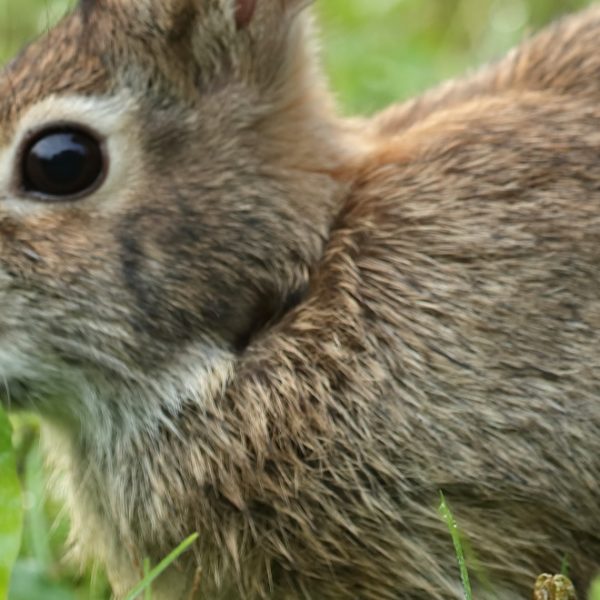 rabbit eating green leaf