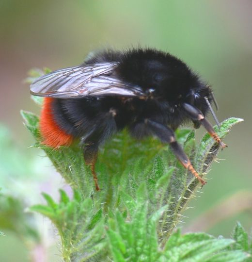 red tailed bombus lapidarius queen bumblebee