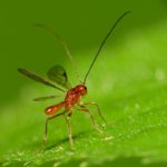 red wasp