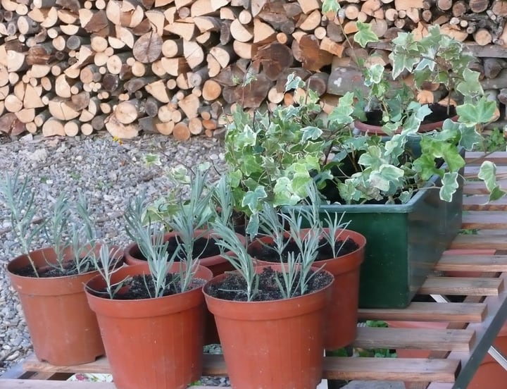 repotting lavender cuttings