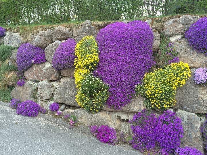 rock garden plant wall