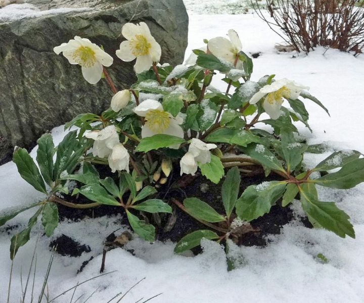 rose gardening winter