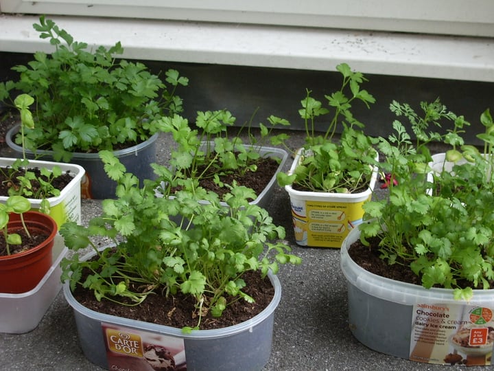 small diy herb garden