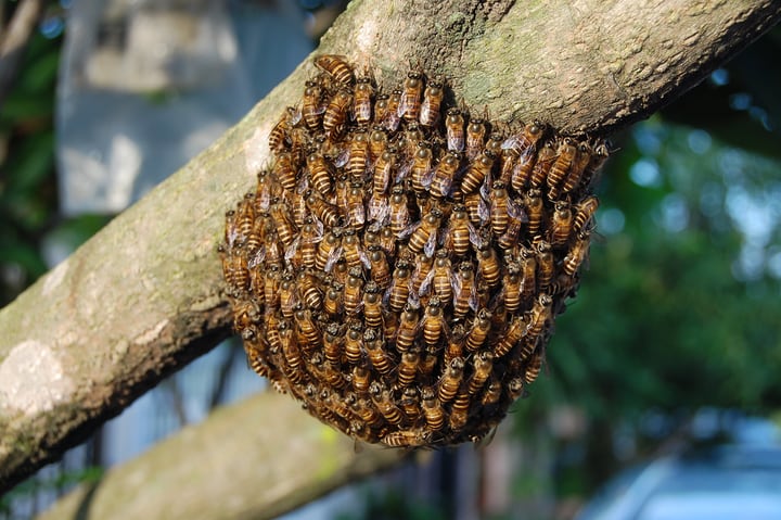 small swarm of bees on a branch