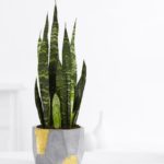 snake plant indoors