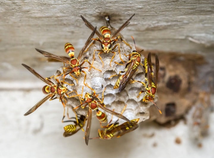 social wasp