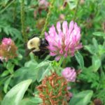 solitary bee in the garden