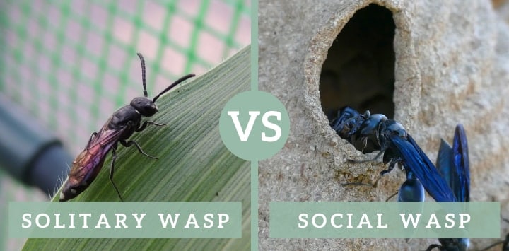 solitary wasp vs social wasp