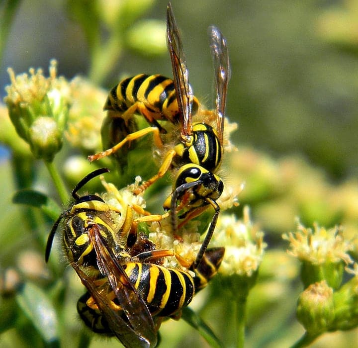 southern yellow jacket wasps on a flower