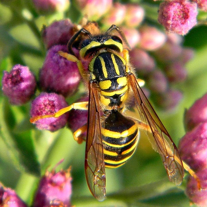 southern yellow jacket