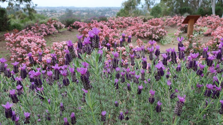 spanish lavender anouk plant