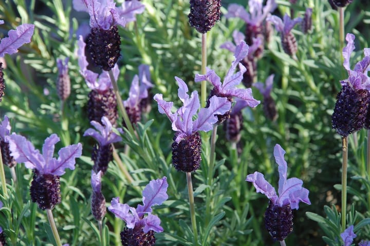 spanish lavender fathead plant