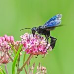 sphex pensylvanicus great black wasp