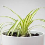 spider plant for mental health