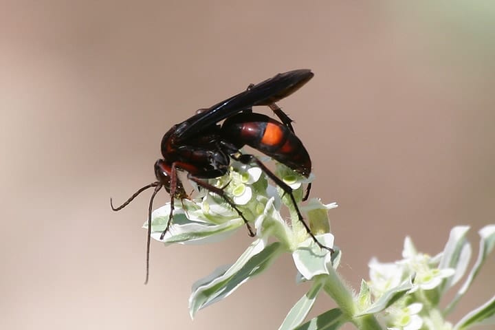 spider wasp