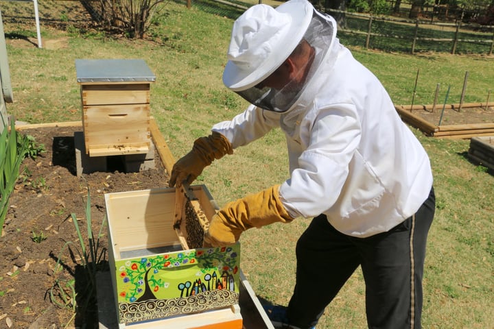 stacked langstroth hive