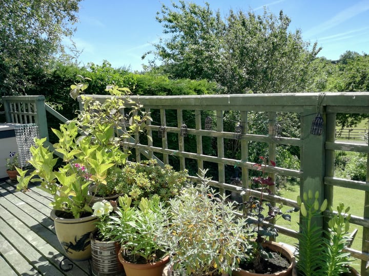 sun lit balcony garden