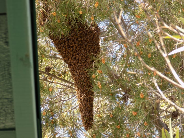 swarm of bees on a tree branch