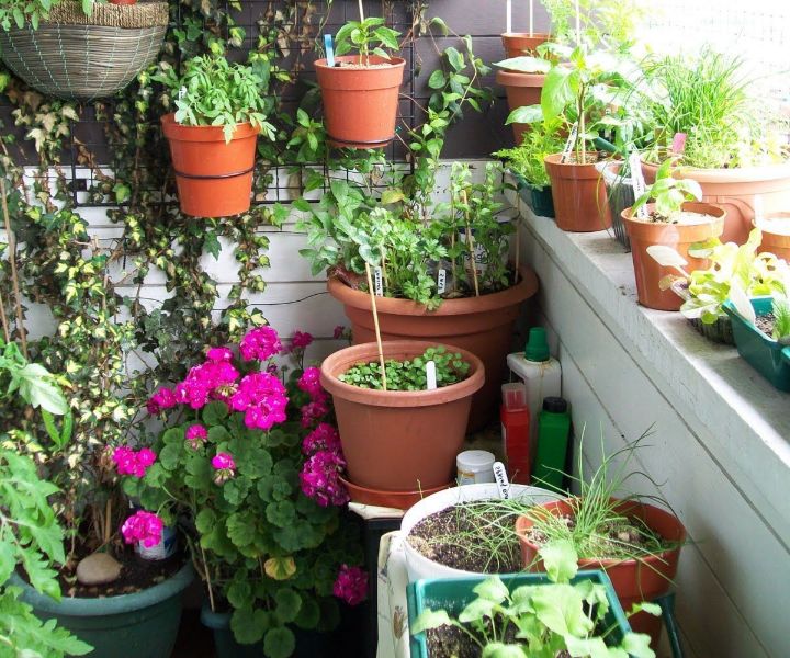 terrace gardening images