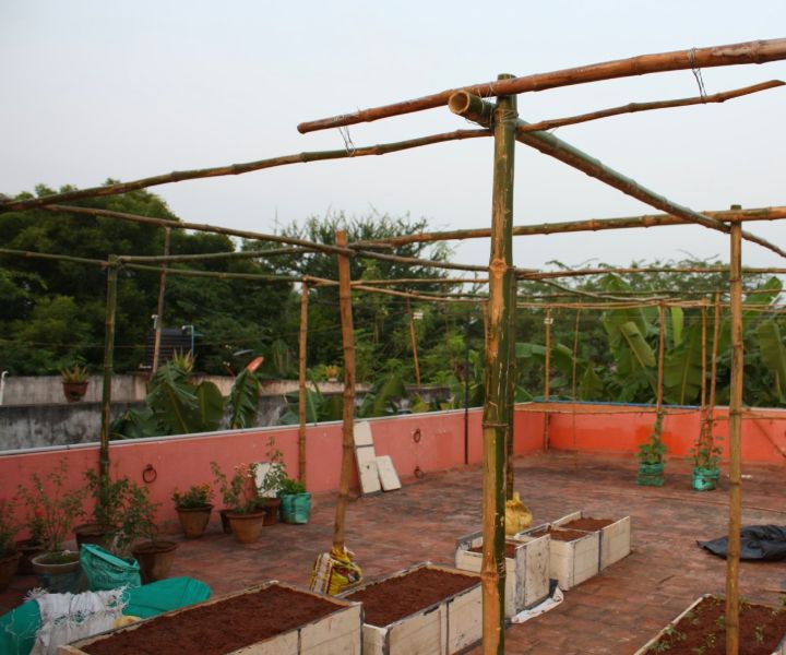 terrace gardening in chennai