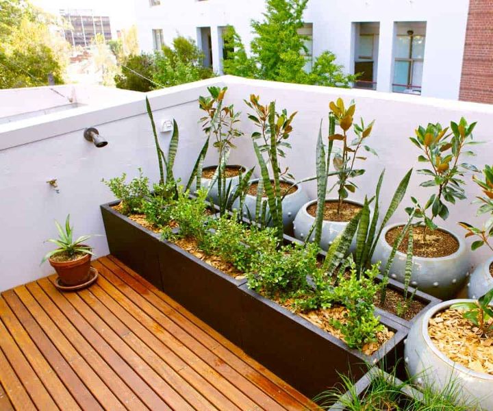 terrace gardening pdf