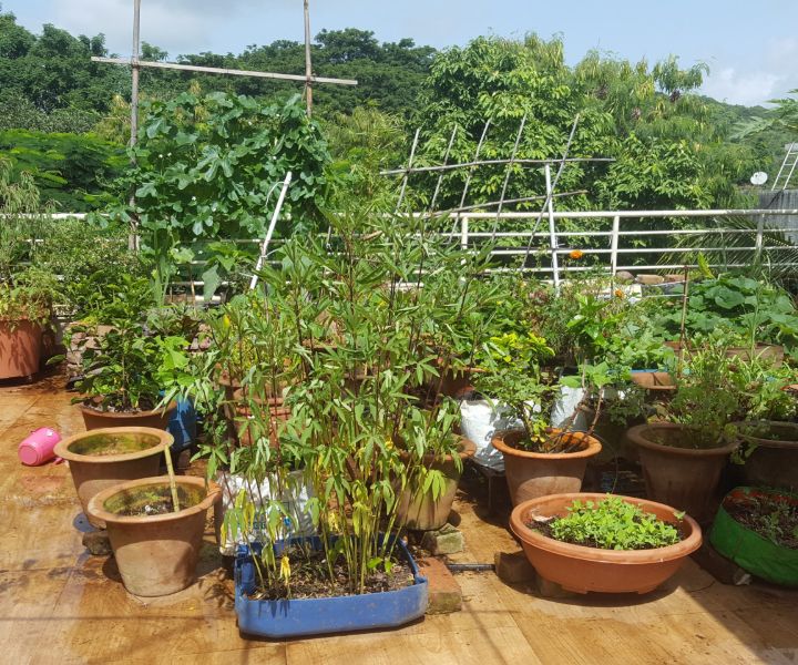 terrace gardening pictures