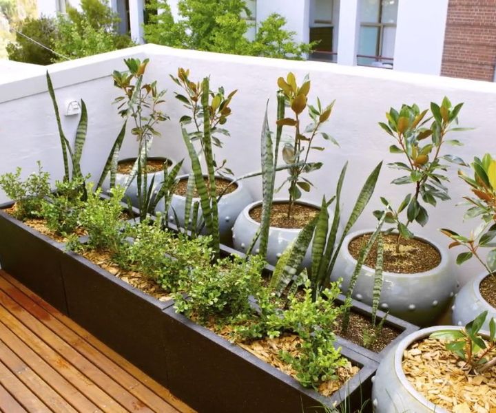 terrace gardening pots