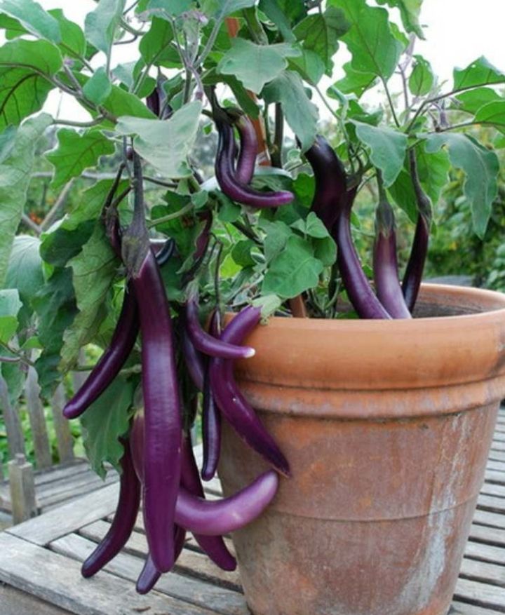 terrace gardening vegetables