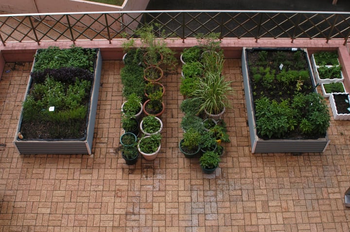 terrace herb garden on tiny planters