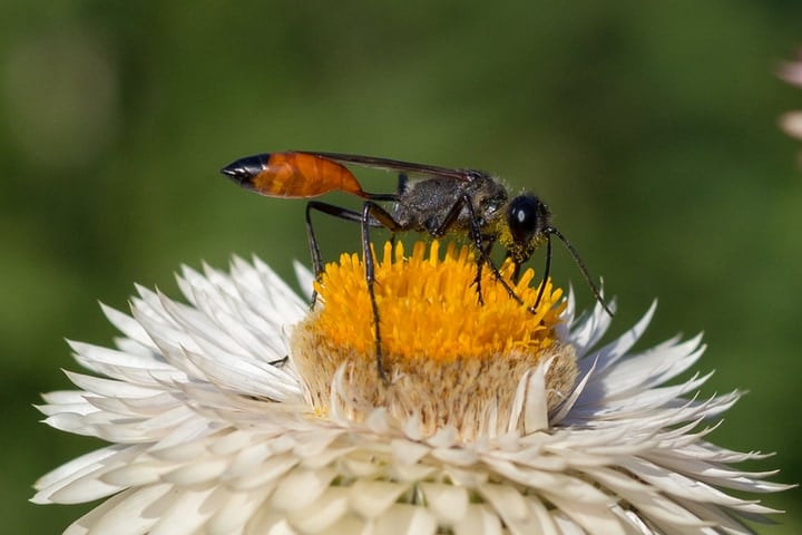 thread waisted wasp