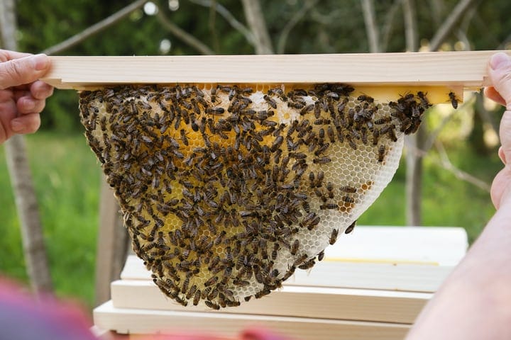 top bar hive