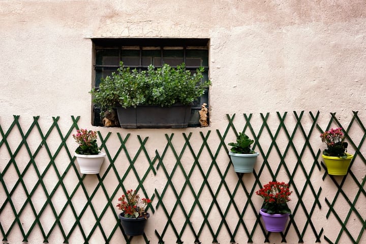 trellis plant wall