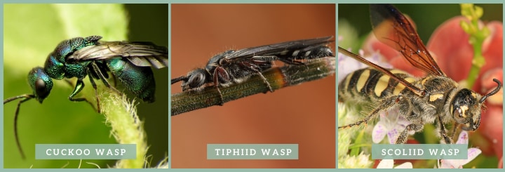 types of solitary wasp