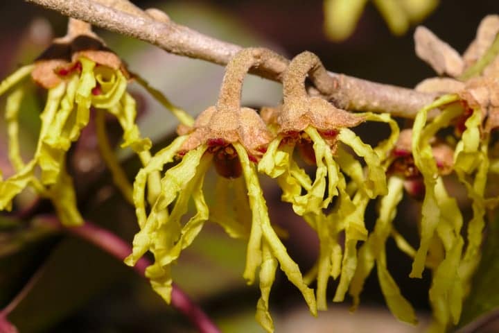 using witch hazel to relieve bee sting