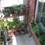 vegetables growing in a balcony garden