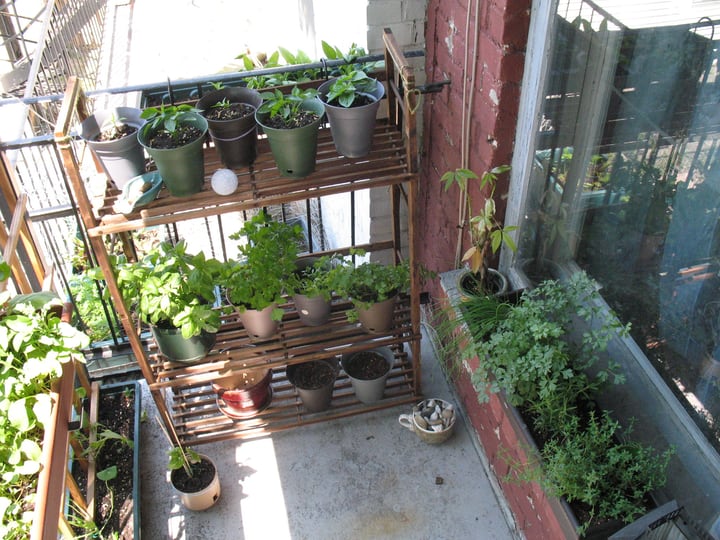 vegetables growing in a balcony garden