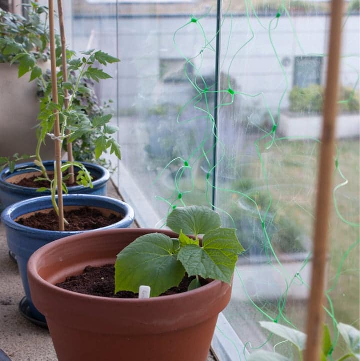 vegetables on balcony garden